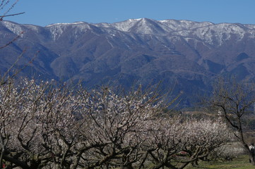 Obraz premium 雪山と梅林