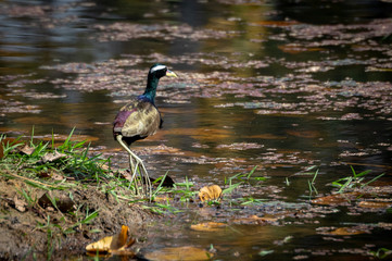 Bronze-Winged Jacana or the Metopidius indicus at Lakes Edge