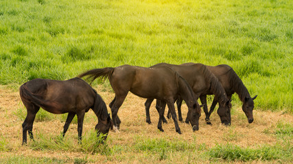 Fototapeta premium 4 black horses eat grass on the ground