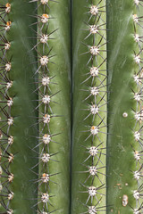 Full frame close-up shot of a spiky Trichocereus terscheckii cactus, natural background.
