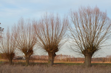 Foto Sobieniak © Szymon