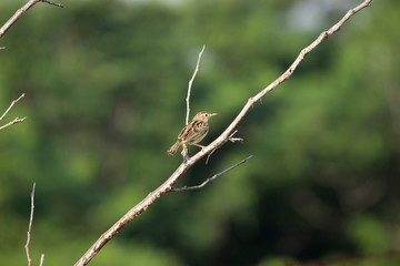 Zitting cisticola, Cisticola juncidis, ARAI Hills, Kothrud, Pune district, Maharashtra, India.