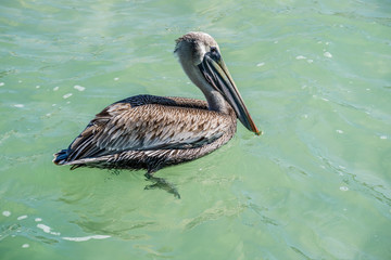 A Brown Pelican swimming around in Brandeton, Florida