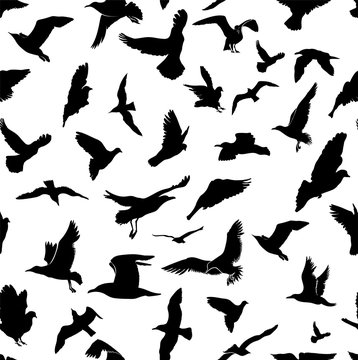 Seamless Flying Birds Silhouettes. Animals Detailed Pattern Black On White Background. Freehand Drawing. Vector. Illustration. Isolated On White Background.