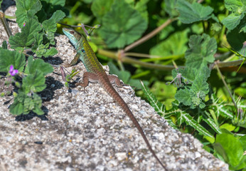 Green and Turquoise Lizard Sunning Itself on a Rock