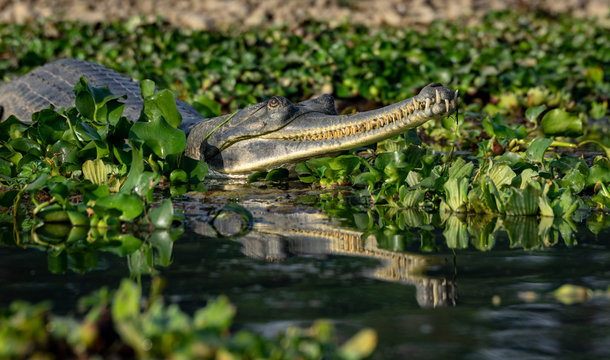 Gharial or Gavialis gangeticus a Fish Eating Crocodile