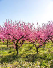 Bright Pink Peach Blossoms in Spring