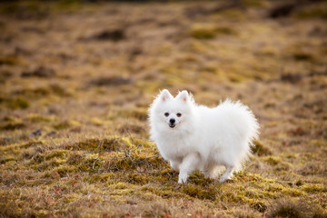 Portrait of white dog on field