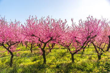 Bright Pink Peach Blossoms in Spring