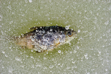 Dead frozen fish in melting ice of the pond, bubbles water texture, polluted water, close up top view