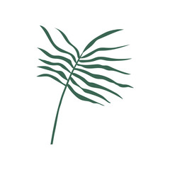 Fototapeta na wymiar Tropical Palm Leaf, Green Botanical Design Element Vector Illustration