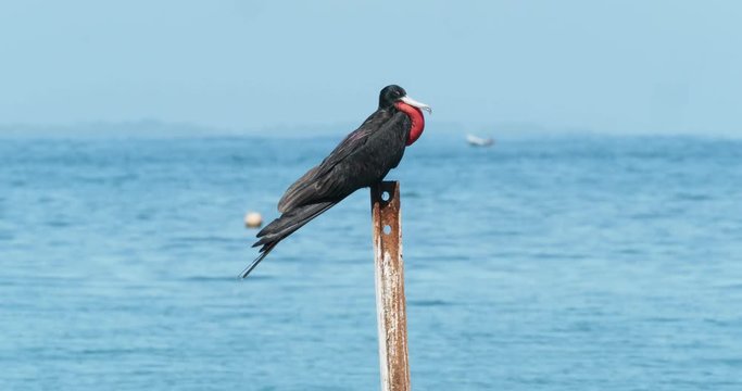 Magnificent Frigatebird - Fregata magnificens seabird of the frigatebird family Fregatidae sitting on the stake above the Pacific ocean, Costa Rica