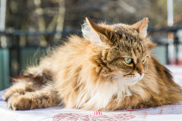 Obraz premium Adorable long haired cat of siberian breed in relax. Hypoallergenic pet of livestock