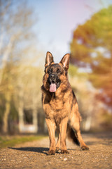 Portrait of a german shepherd running in the field. Vertical. Copyspace
