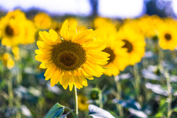 Fototapeta premium Beautiful sunflower field in the afternoon.