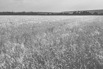 Wheat on the field. Monochrome photo.
