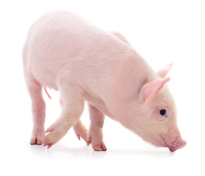 Small pink pig isolated.