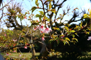 Obraz premium 河津桜