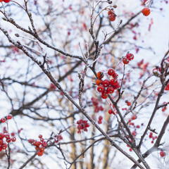 A branch of red rowan covered with hoarfrost