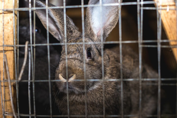 Obraz premium Breeding rabbits. Rabbits on a farm in a wooden cage. Rabbits in captivity.