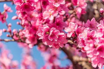 Bright Pink Peach Blossoms in Spring
