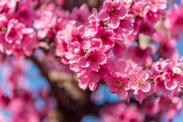 Bright Pink Peach Blossoms in Spring