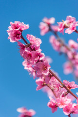 Bright Pink Peach Blossoms in Spring