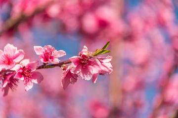 Bright Pink Peach Blossoms in Spring