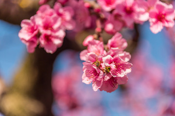 Bee in a Bright Pink Peach Blossom in Spring