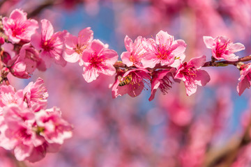 Bright Pink Peach Blossoms in Spring