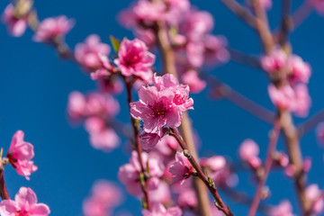 Bright Pink Peach Blossoms in Spring