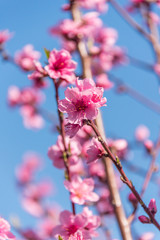Bright Pink Peach Blossoms in Spring