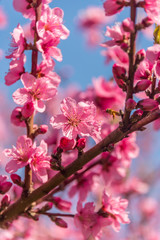 Bright Pink Peach Blossoms in Spring