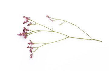 Dried flowers on white background. Flat lay, top view.