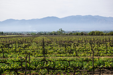 Fototapeta na wymiar Argentinien - September 2014: Weinanbau mit Bergkulisse im Hintergrund