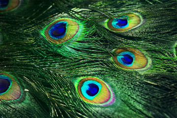 Close up photo of beautiful peacock tail. Green shimmer feathers of male indian bird. Eye ornament detail. Exotic paradise plumage.