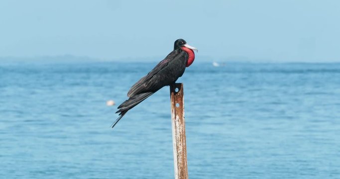 Magnificent Frigatebird - Fregata magnificens seabird of the frigatebird family Fregatidae sitting on the stake above the Pacific ocean, Costa Rica
