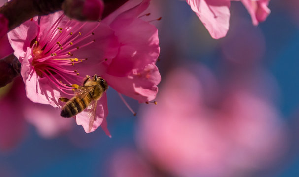 Bee in a Bright Pink Peach Blossom in Spring