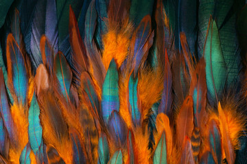 Colorful close up photo of chicken feathers. Shimmer colors of wing.  - obrazy, fototapety, plakaty