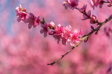 Bright Pink Peach Blossoms in Spring