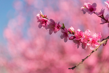Bright Pink Peach Blossoms in Spring
