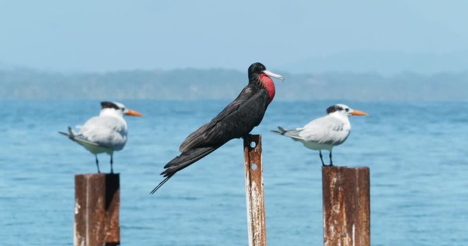Magnificent Frigatebird - Fregata magnificens seabird of the frigatebird family Fregatidae sitting on the stake above the Pacific ocean, Costa Rica