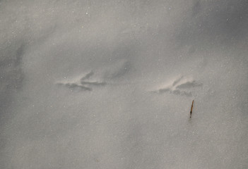 bird tracks