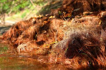 Exposed (bare) roots of a willow tree near the bank of the Danube river at sunset
