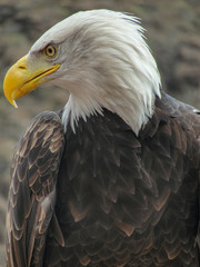 portrait of an american bald eagle