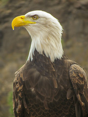 Obraz premium american bald eagle