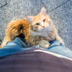 Fototapeta na wymiar Red cat climbing on my blue jeans, siberian breed