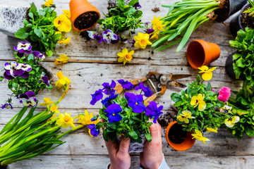 The first spring colorful flowers ready for planting.
