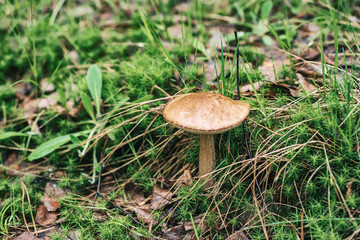 Edible wild mushroom