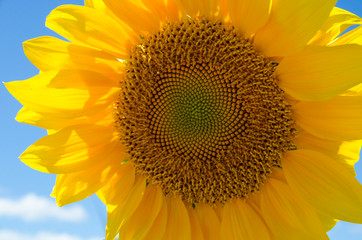 close up of head of sunflower